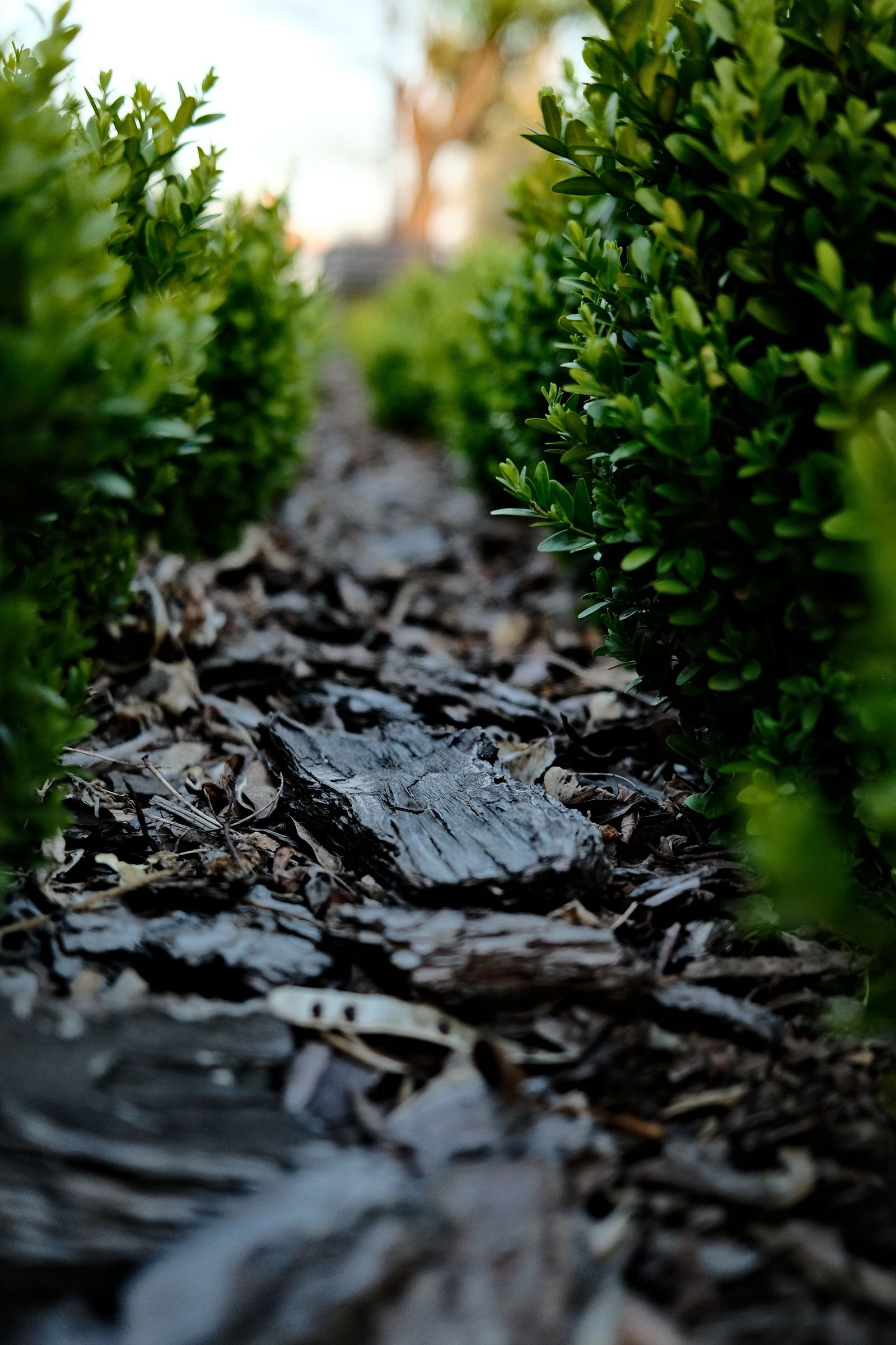 Fresh hardwood mulch spread around landscape plantings by KP Landscaping in Buffalo NY