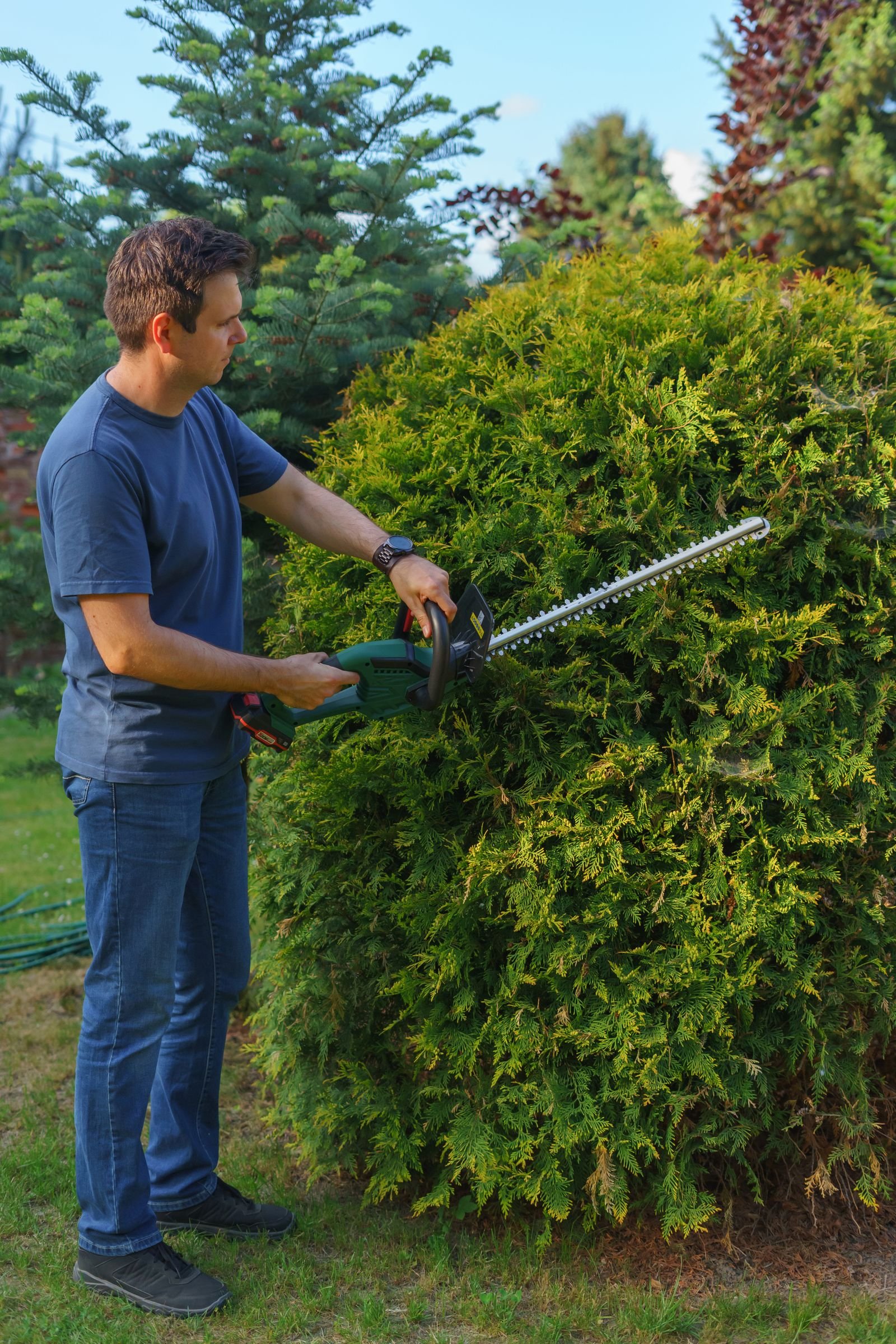 Hedge trimmer shaping an overgrown evergreen shrub by KP Landscaping in Buffalo NY