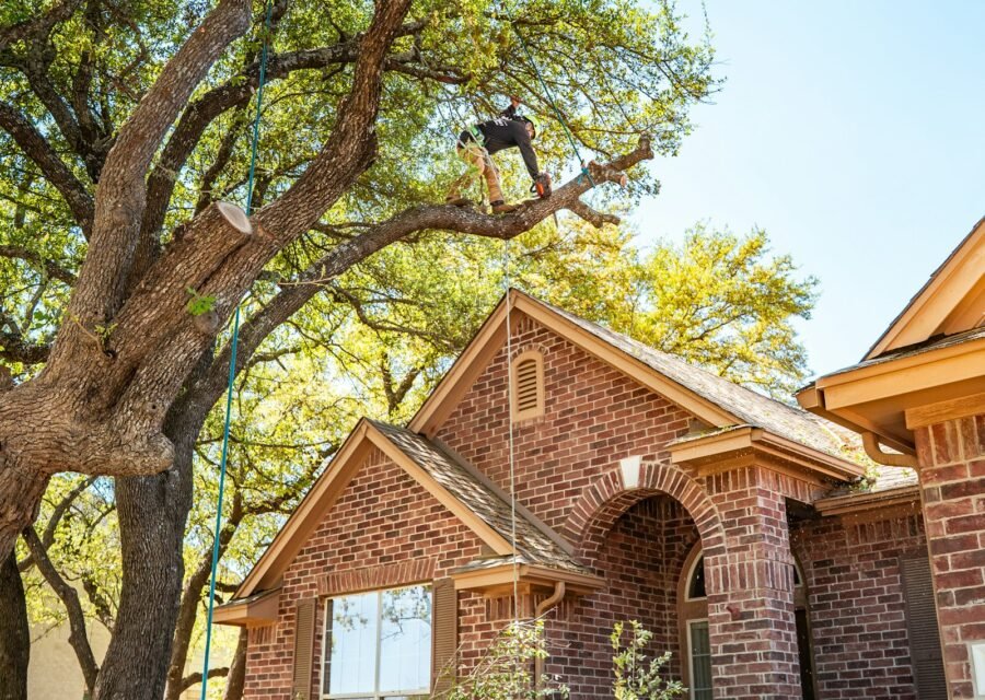 Tree crew action shot