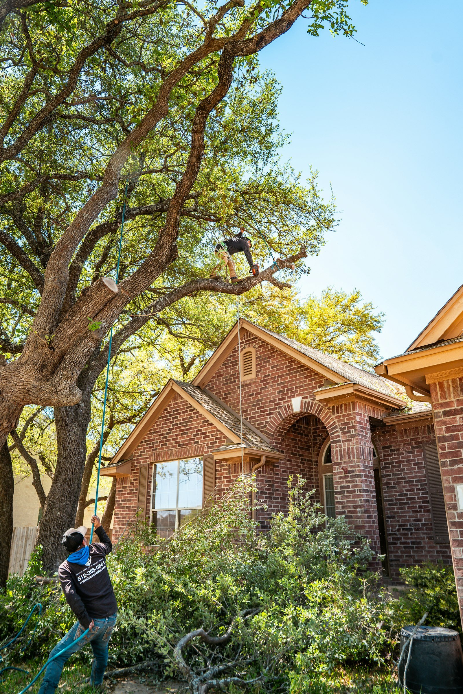 Arborist pruning a mature shade tree from a climbing rope by KP Landscaping in Buffalo NY
